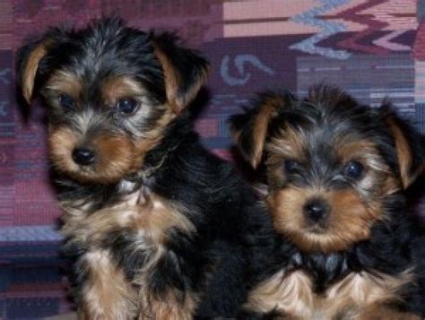 Healthy and beautiful puppies available. AFFECTIONATE YORKSHIRE TERRIER PUPPIES FOR ADOPTION