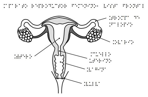 Aparato Reproductor Femenino Vista Frontal — Weonce