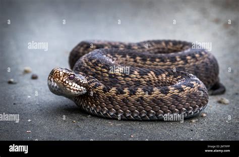 Snake Common European Adder Vipera Berus Stock Photo Alamy