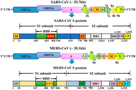 The list of essential amino acids for humans is also given. Viruses | Free Full-Text | From SARS to MERS, Thrusting