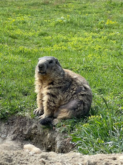 How to Get Rid of Groundhogs | Predator Guard - Predator Deterrents and