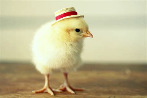 Chicks In Hats