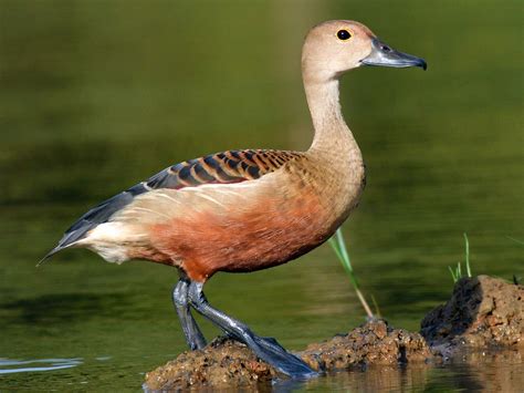 Lesser Whistling Duck Profile Traits Diet Habitat Breeding