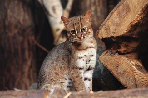 this is the smallest cat breed in the world