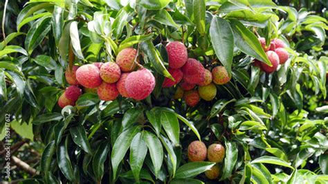 Group Of Red Fruits Lychee Or Litchi Tropical Juicy Exotic Asian Fruit