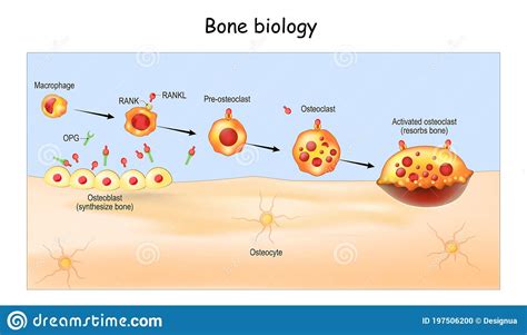 Bone Biology Role Of Rank Rankl And Opg Bone Remodeling Stock