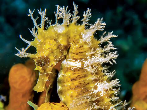 Ubc Seahorse Expert Wins Worlds Leading Conservation Prize