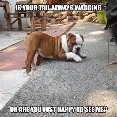 19 Animal Pick Up Lines Because Everything Else You Tried Failed