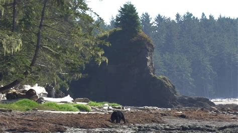 Black Bear On Washington State Coast Youtube
