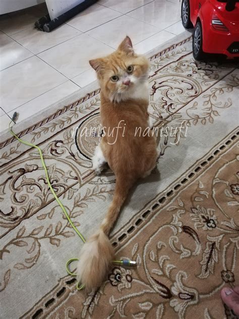 Air garam memang terkenal dapat membunuh kuman, virus dan bakteri serta dapat membantu mengeluarkan kotoran mata yang ada pada kucing. Ubat Untuk Kucing Selsema Dan Sakit Mata - Berubat q