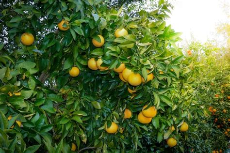 When Is Grapefruit Ripe From The Tree Hunker