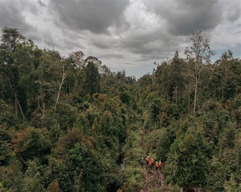 Indonesia Shows Its Possible To Tame Rainforest Destruction Wsj