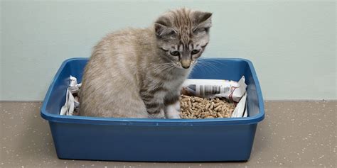 The 10 Best Cat Litters — Cat Litter Reviews