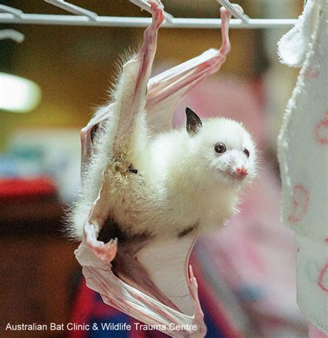 Talngai Dharun This Rare White Flying Fox Is The Cutest Thing You