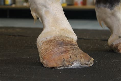 Club Foot In Horses Equine Chronicle
