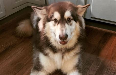 Alaskan Malamute Colors The Standard And Rare Malamute Coat Colors K9 Web