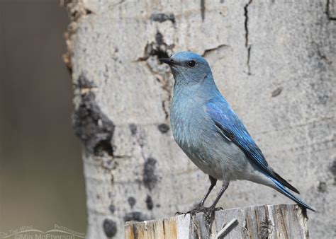 Clark County Male Mountain Bluebird On The Wing Photography