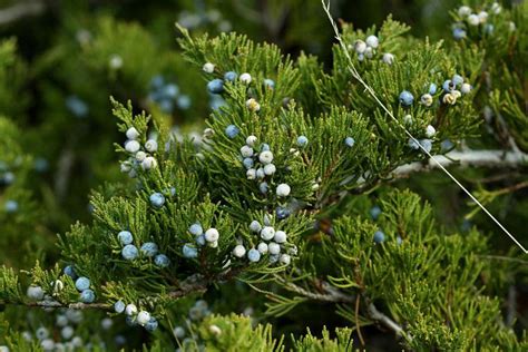 genevrier sabine juniperus sabina biodiv Écrins parc national des Écrins