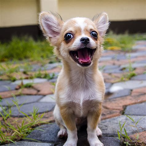 If i do not have a puppy for you within 6 months of the postmark of your deposit, you may. Chihuahua Breeders & Puppies For Sale In California
