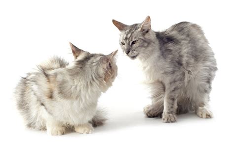 Here are some of the reasons why this happens, and what you can do to help. How To Stop Playtime Aggression In Cats - TheCatSite Articles
