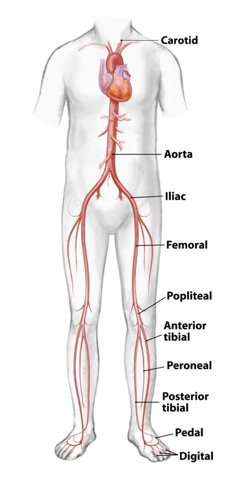 • supply of all cells of the body. Human Body Diagram Blood Vessels - Human Anatomy