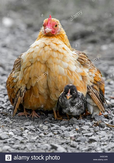 Mother Hen And Chicks High Resolution Stock Photography And Images Alamy