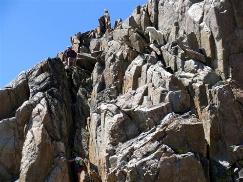 Mountain Goat And Climbers On Granite Peak Photos Diagrams And Topos