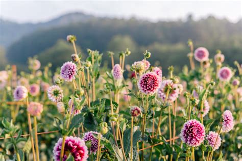 You can load the map to see all places where to pick flowers near asheville, nc for a better overview and navigation. gmg-flourish-flower-farm-asheville-nc-1009851 - Julia ...