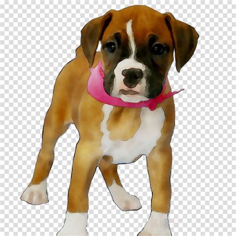 American Bulldog Clipart Dog Puppy Transparent Clip Art