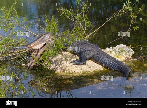 Alligator Shark Valley Everglades Florida Usa Stock Photo Alamy