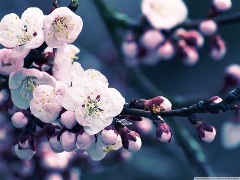 Flower Close Up Of Cherry Blossom HD Desktop Wallpaper Free High Resolution Japanese