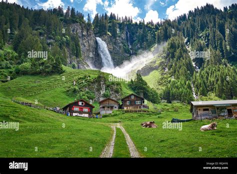 Beautiful Landscape Panorama From Swiss Alps With Cows Waterfall
