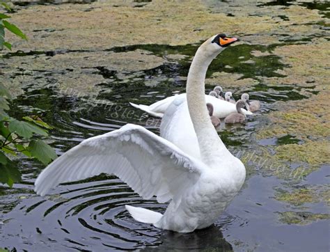 Dougie Coull Photography Swans And Cygnets Greenock Dam
