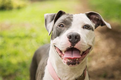 10 Smiling Pitbulls That Will Melt Your Heart