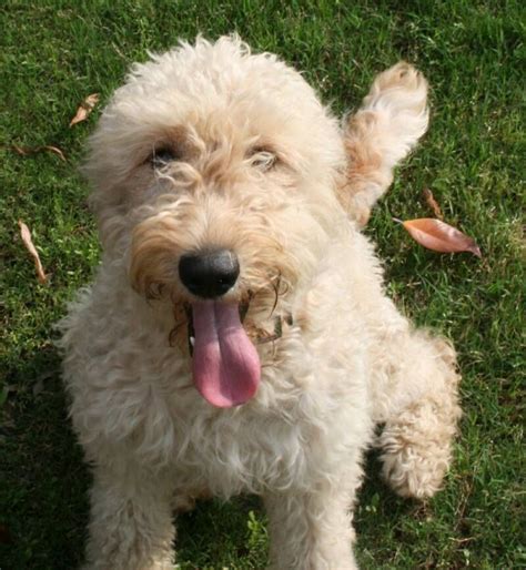 We also provide a bell for you to hang on your door to teach puppy to ring it when he or she needs to go outside. Stroodle's Goldendoodles Oklahoma, Texas, Arkansas ...