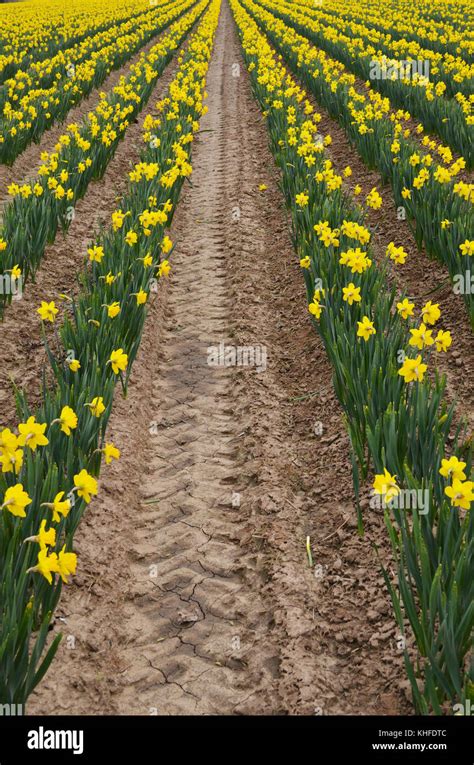 Yellow Daffodils In Field Uk Stock Photo Alamy