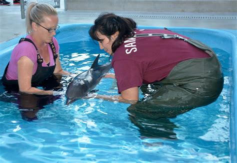 Meet The Patients Marine Mammal Rescue And Rehabilitation By Pacific Marine Mammal Center Meet
