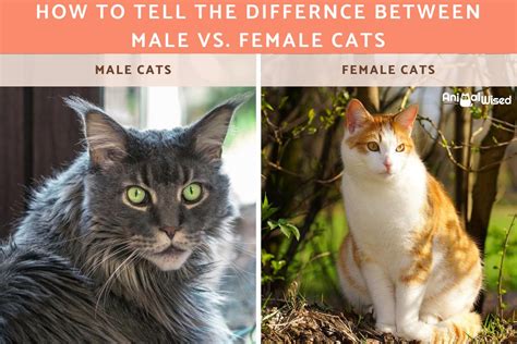 How To Tell The Difference Between Male Female Kittens Sexing Cats With Pictures Atelier Yuwa