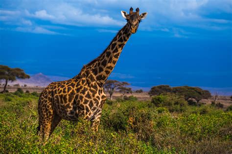 Giraffe In Africa Safari Royalty Free Stock Photo