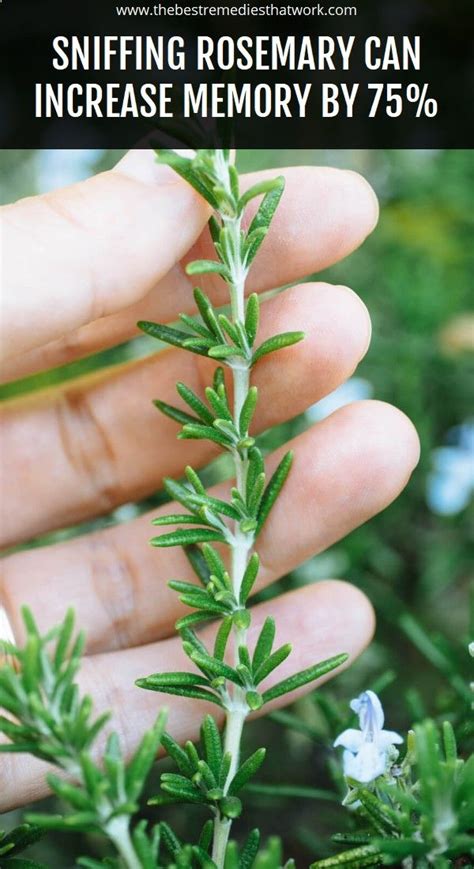 Sniffing Rosemary Can Increase Memory Increase Memory Natural Health