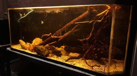 The Biotope Aquascape All About Planted Aquariums