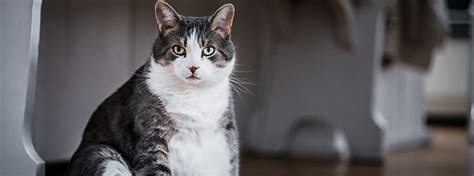 The Ideal Cat Weight - My Family Pet