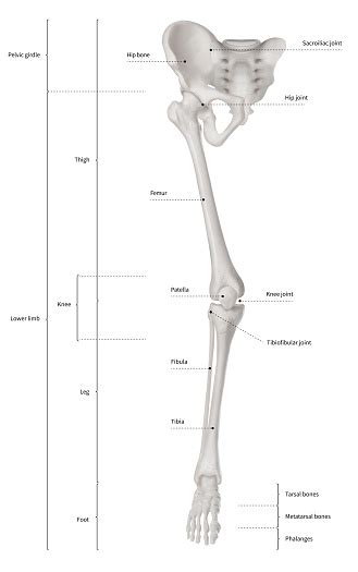 Lower jaw (mandible) collar bone. Infographic Diagram Of Human Skeleton Lower Limb Anatomy ...