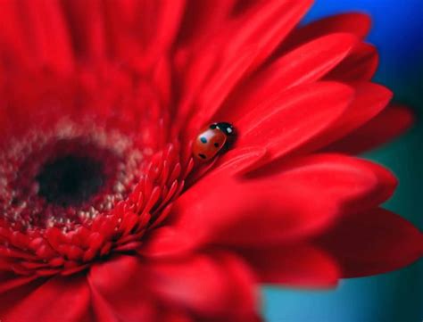 Ladybugs And Flowers Macro Photography By Elena Andreeva Ego