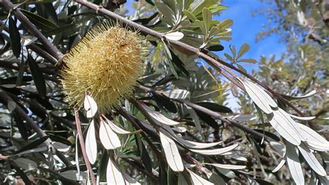 190307 182 Sd Botanic Gdn Australian Garden Banksia Mar Flickr