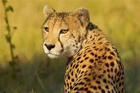 Key Similarities And Differences Between Jaguars And Cheetahs Worldatlas