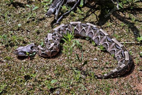 Gaboon Viper Bitis Gabonica Rhinoceros Largest Poisonous Snakes — Stock