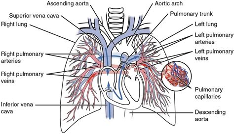 Pulmonary Circulation Special Circulations Teachmephysiology