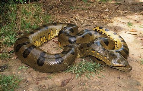 Top 10 Dangerous Snakes In The Amazon Rainforest
