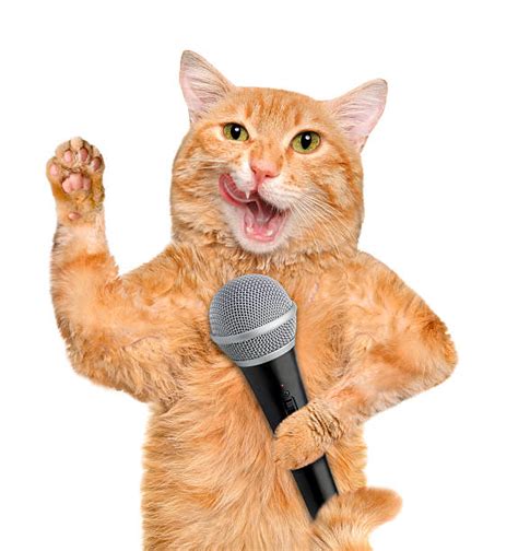Cat Singing Stock Photos Pictures And Royalty Free Images Istock